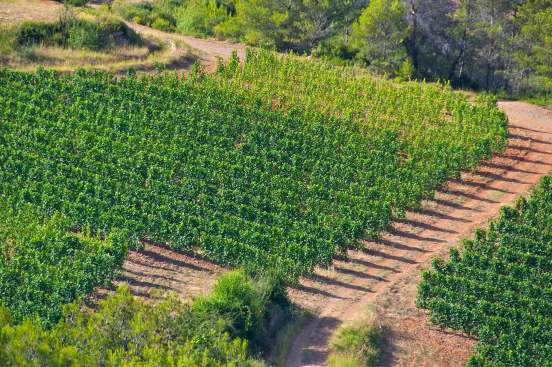 Vignoble provence